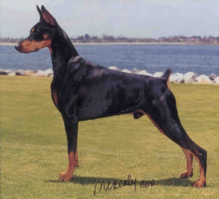 beautiful black doberman